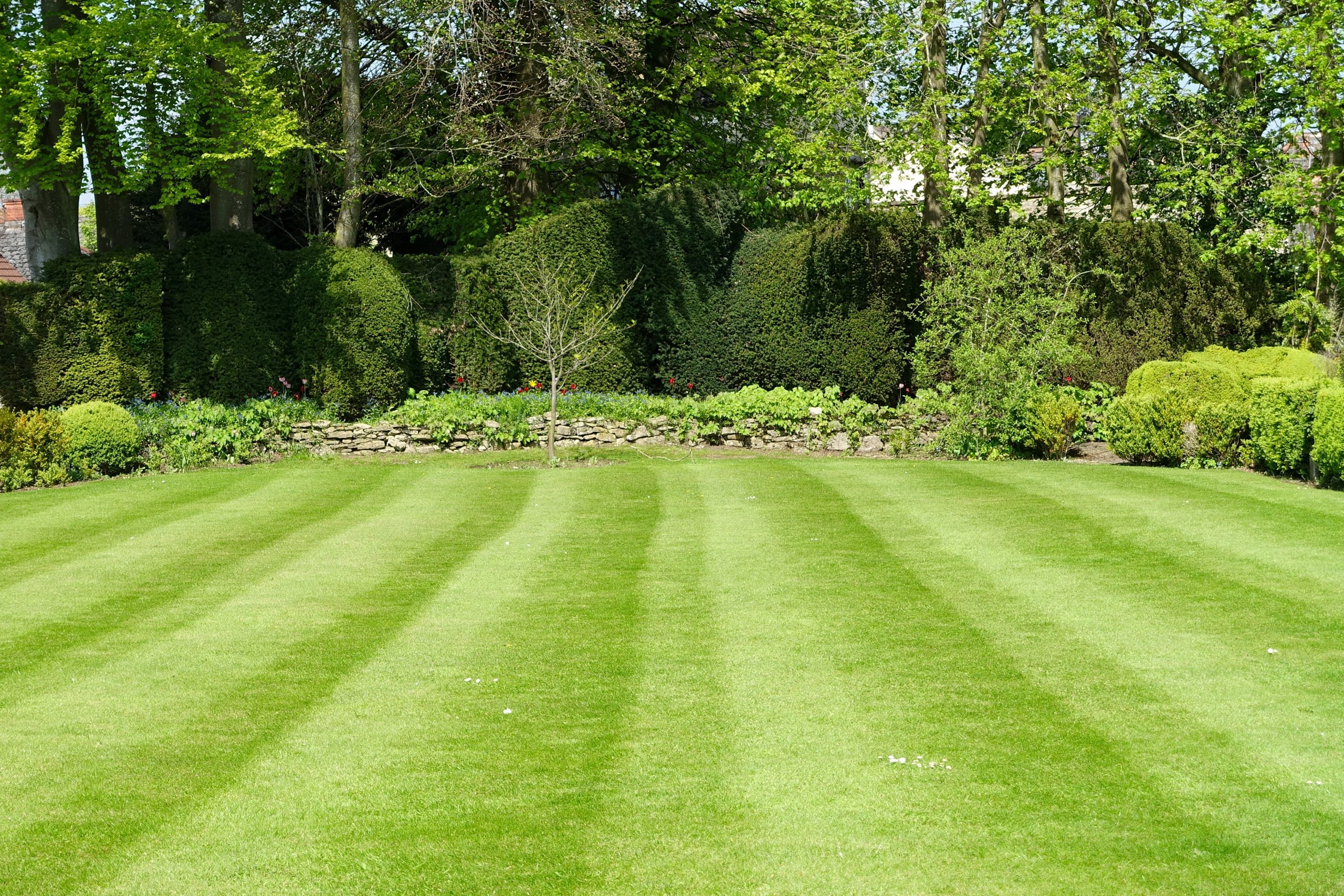 Mowed Lawn in a Garden Striped Mowed Lawn and Green Leafy Trees in a Garden