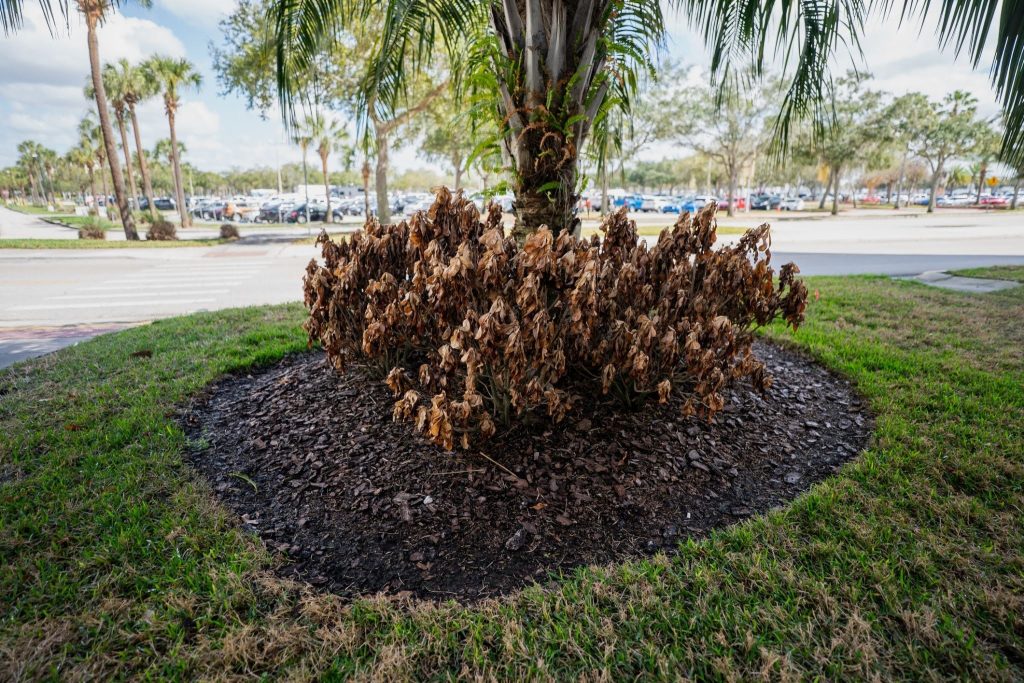 Brown, wilted plants surround the base of a palm tree, reflecting the effects of the Texas heat in this commercial landscape, where green grass and parked cars are visible in the background under a cloudy sky.