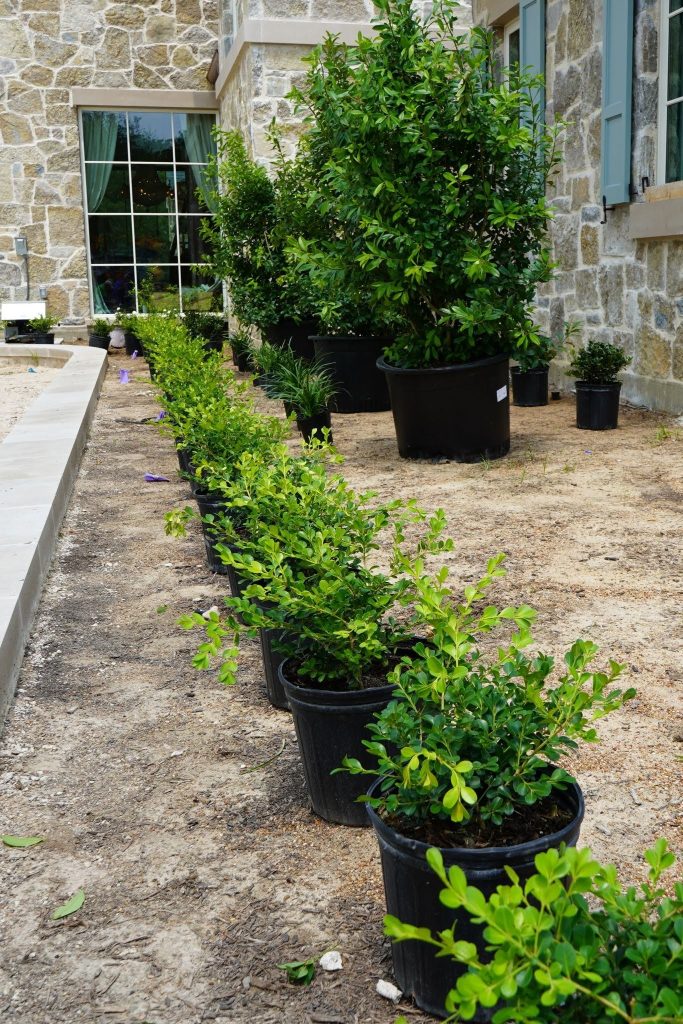 A row of potted plants lines a dirt pathway next to a stone house with blue shutters and large windows, ready for planting in the garden.