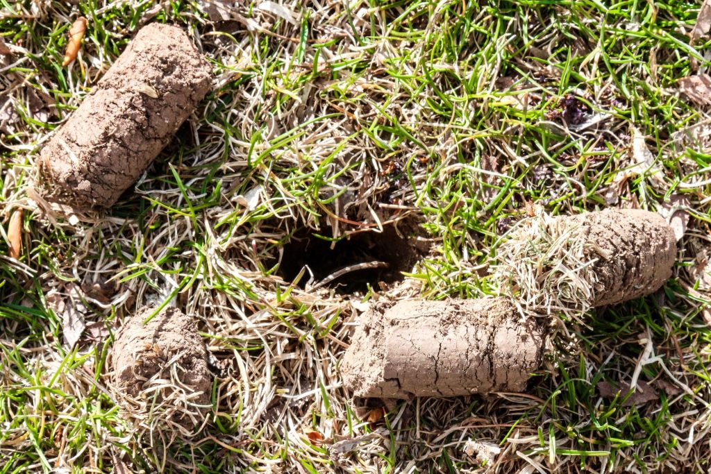 Close-up of a patch of grass with several cylindrical plugs of soil scattered around a small hole, likely created during lawn aeration—a key lawn care practice recommended by property managers to maintain healthy turf.