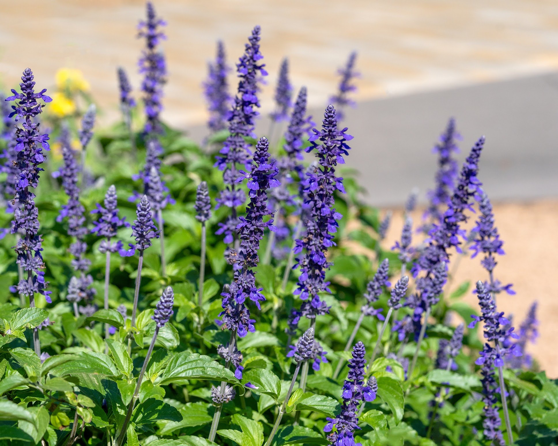 Tall spikes of vibrant purple flowers, all native plants, rise above green leafy stems in a sunlit garden on Central Texas properties, with a blurred background of a path and yellow flower visible.