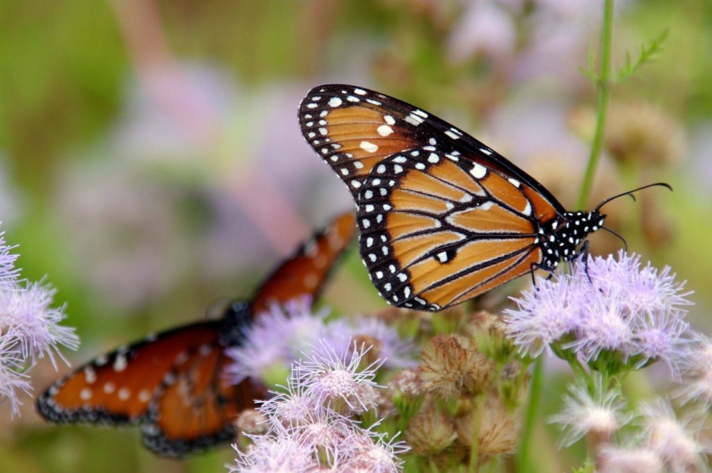 Two orange and black monarch butterflies rest on light purple flowers, surrounded by green foliage—a beautiful example of how native plants can enhance the natural beauty often found around Central Texas properties. One butterfly is in sharp focus, while the other is blurred in the background.