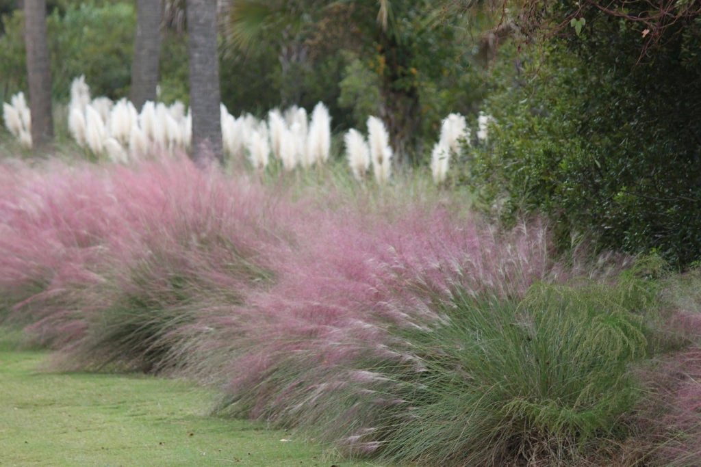 A row of pink muhly grass with feathery plumes grows along a green lawn, with tall, white pampas grass and trees in the background.