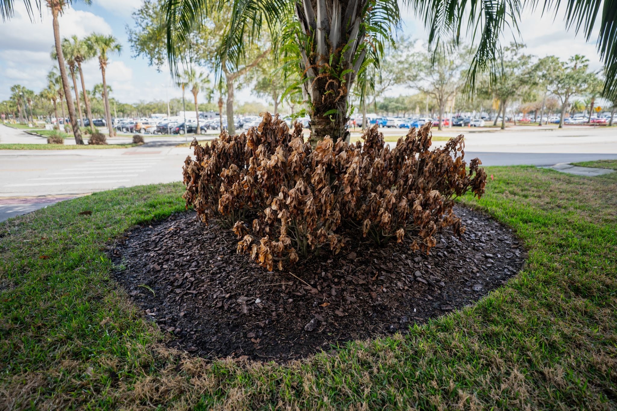 Brown, wilted plants surround the base of a palm tree, reflecting the effects of the Texas heat in this commercial landscape, where green grass and parked cars are visible in the background under a cloudy sky.